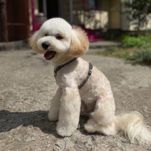 360900452_156303790753445_2254456875466354115_n